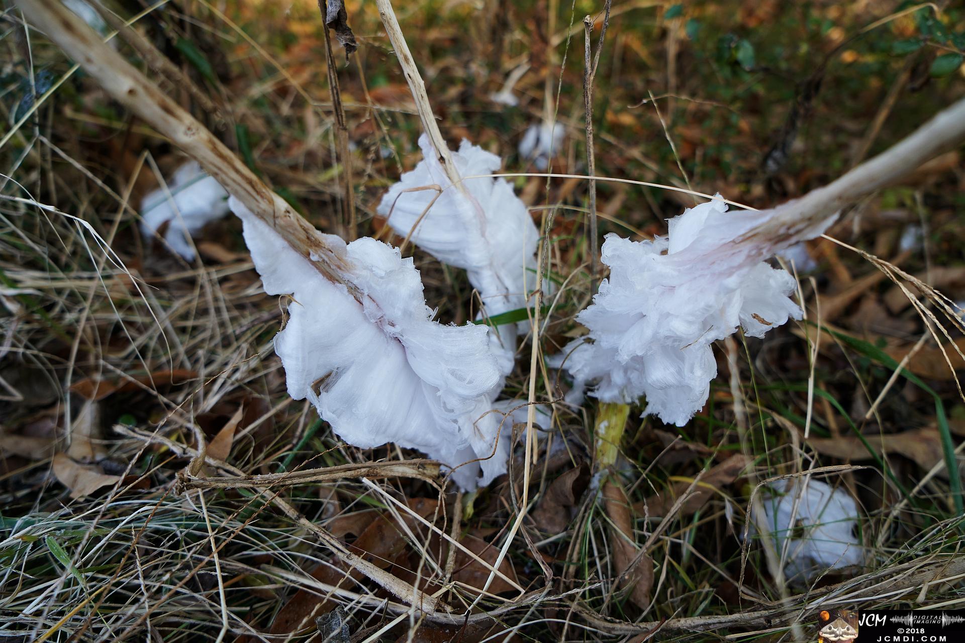 Ice Flowers at Old Hickory Lake, TN